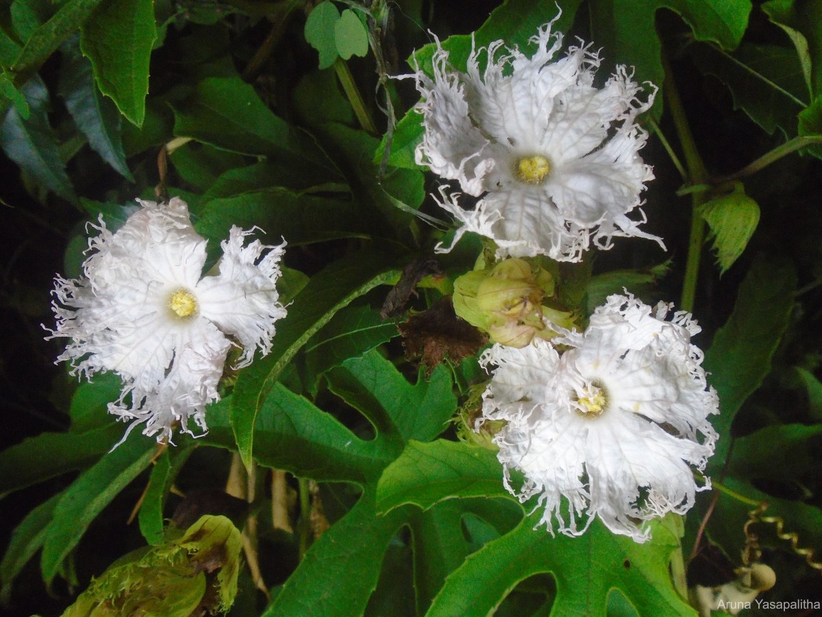 Trichosanthes bracteata (Lam.) Voigt